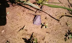 black_insitu.webp