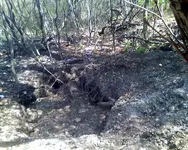 NH FINDS 05-07.1.webp