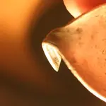 nc finds 03-25 012.webp