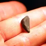 nc finds 03-25 015.webp