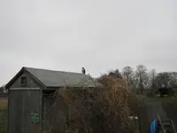 Red-tail hawk 001.webp
