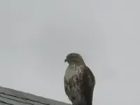 Red-tail hawk 002.webp
