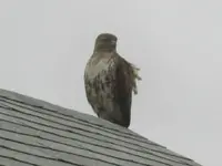 Red-tail hawk 003.webp