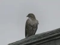 Red-tail hawk 004.webp