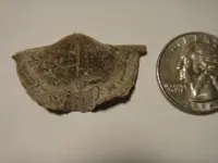 fossil 1.webp