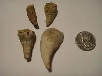 fossil 2.webp