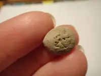 fossil 3.webp