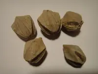 fossil 4.webp