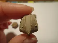 fossil 6.webp
