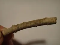 fossil 7.webp