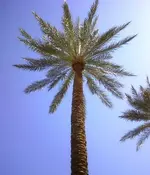 Las Vegas Palm.webp
