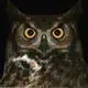 owl.webp owl.webp