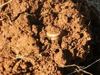 Bullet in dirt.webp