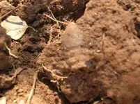 Bullet in dirt2.webp