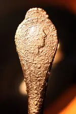 NH FINDS 04-20 001.webp