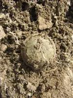 ny button 003.webp