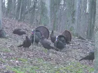 Tom Turkey 008.webp