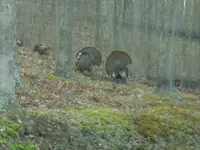 Tom Turkey 003.webp
