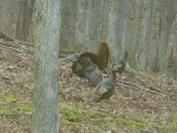 Tom Turkey 005.webp