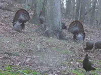 Tom Turkey 013.webp