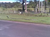 bigsnake.webp