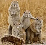 funny-fighting-squirrels-01.webp