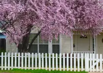 Blossoms.webp