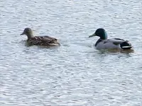 cold duck.webp