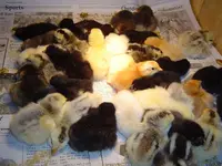 sleeping beautys 002.webp