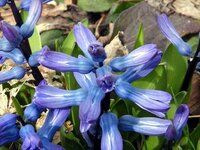 purple hyacinth.jpg
