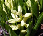 white hyacinth.jpg