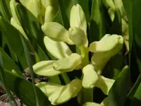 these buds are for you.webp