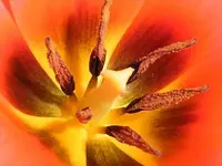 hay fever express.webp