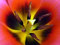more of the same.webp