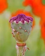 Poppy Slashed.webp