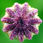 Poppy Top.webp