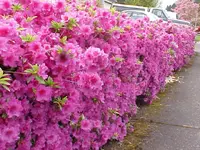 azaleahedge2.webp