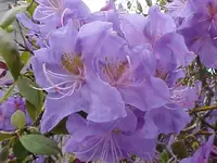 ElctrasSon3.webp