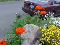 poppies2.webp