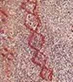 Indian marks.webp