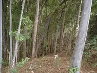 WAIALUA CAMP (3).webp