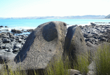 turtle-head.gif