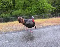 turk1.webp