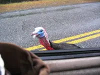 turk4.webp