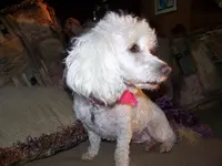 MISSY 1.webp
