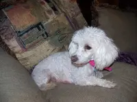 MISSY 2.webp