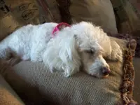 MISSY 3.webp
