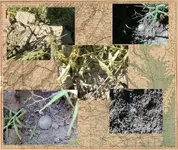 May 4-5--Just Dug2eded.webp