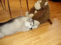 pup sun 001.webp