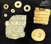 crinoid pieces.webp